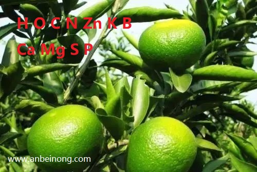 影响膨果的十大元素 影响膨果的十大元素.jpg