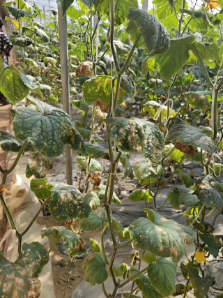 1748774152316318.png image.png