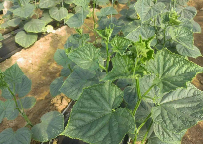 1748774271594147.png image.png