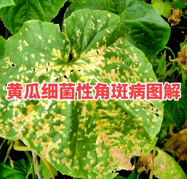 1748774306262635.png image.png