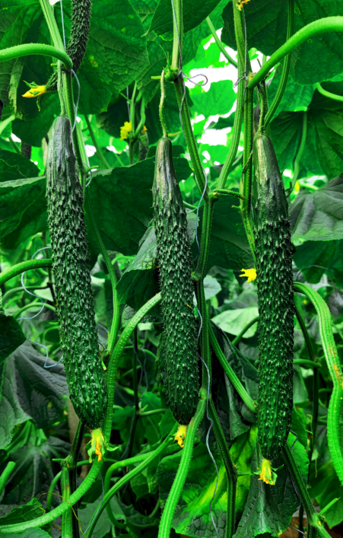 1755605786446930.png a418a775-9960-46e9-b385-f1143e50e06f.png